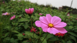 小花朵朵