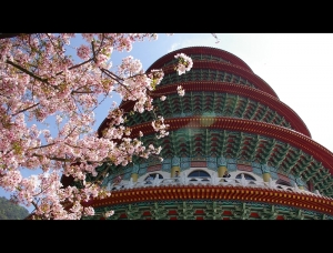 無極=櫻花祭