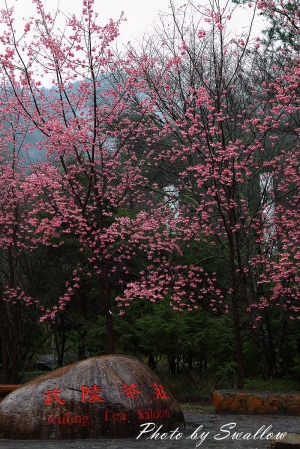 武陵農場.雨中紅粉佳人-阿生