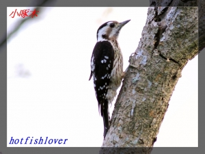20110605永和山水庫鳥類探索