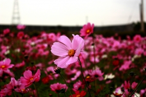 花與果