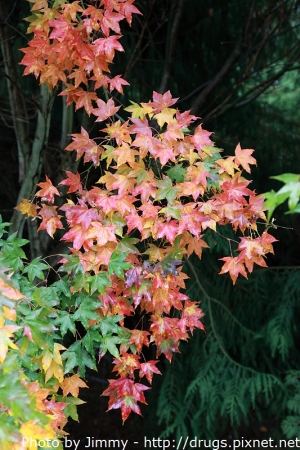 【2011武陵楓葉最前線】武陵農場楓葉紅了