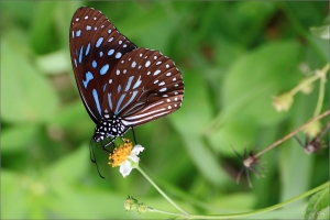 台中Wang~~找蟲拍蝶。黑翅蟬。蝶。