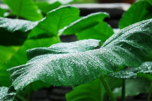 微距習拍 II 水珠篇