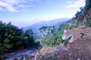 高山冬季烏龍茶採收