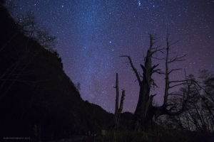 新中橫夫妻樹星空。