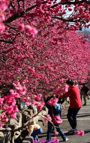 2013新春九族文化村之櫻花行 ... By TONY