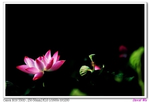 荷花 -- Contax 70-210mm f3.5 & Canon 550D