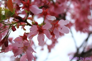 阿里山之吉野櫻都沒開&nbsp;&nbsp;XD
