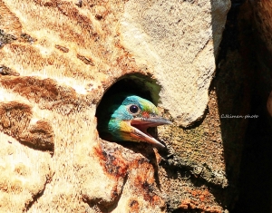 鳥荒期普鳥集錦