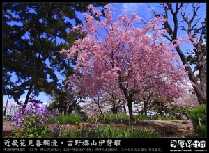 日本賞櫻【百選名所‧夙川寫生賞花趣】