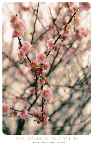 苗栗大湖雲莊賞櫻