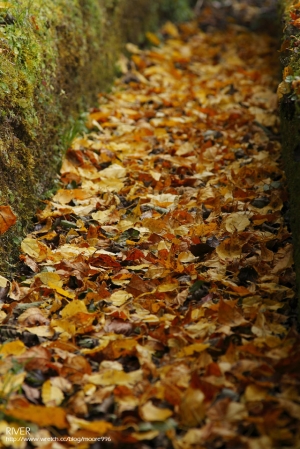 愛楓了～新中橫公路 2008晚秋