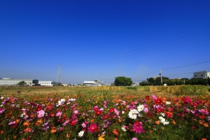 風起了 麥紅了 MD別來踩...