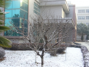 常州也下雪了~2011年的第一場雪~