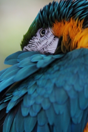 金剛鸚鵡 - 綠世界