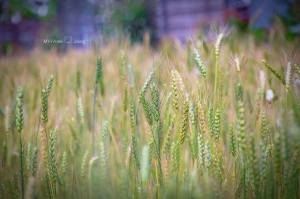 雨過黃金麥 夜賞秋紅谷