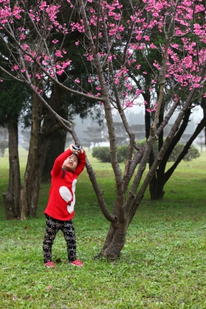 這一家系列-  瘋櫻花...蜂櫻花