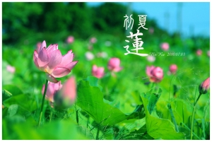 初夏之蓮花我也來了