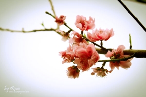 阿嬤家的桃花樹