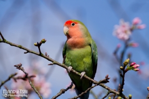 三芝‧陽明山巴拉卡公路 賞櫻 意外的打到鳥XD