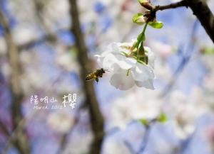 陽明山『櫻』
