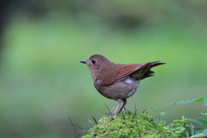 456打鳥記 - 白尾鴝母鳥 . 黃胸青鶲