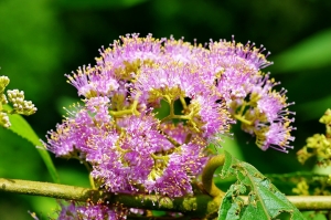 Sophies植物微距攝影集097