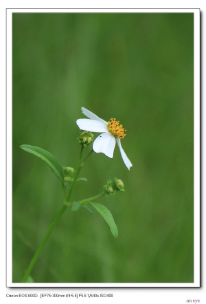 假日隨拍--請指教--謝謝--
