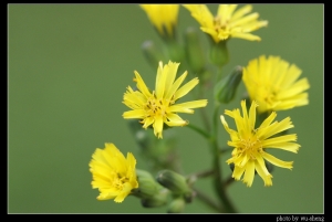 2008.03.02花草雜拍(圖多)