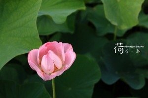 『荷』在一起