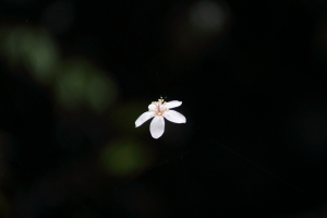 攝油們一桐拍花去!!