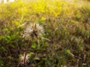 廣角花草