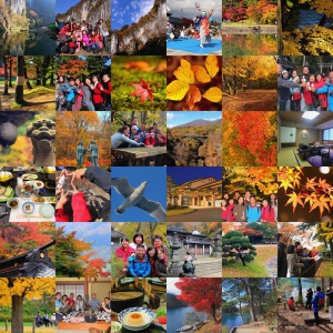 日本東北賞楓【歡樂邁開大步伐 紅葉狩】壹