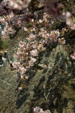 20110305_天元宮櫻花露臉