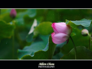 今夏雨荷有約&nbsp;&nbsp;~Allen~