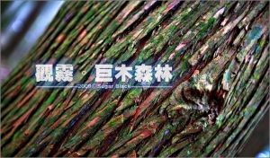 觀霧。巨木森林【黑糖】