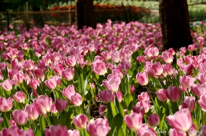 鬱金香  IN  中興林場