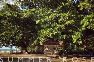 薩。Summer rose