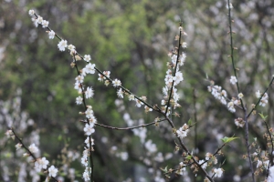 角板山春遊