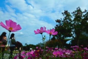 2012花博隨拍