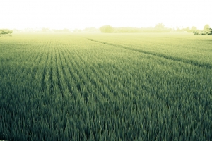 雨後，綠油油稻田/稻穗的故鄉