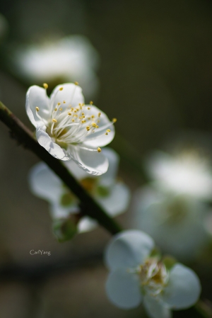[花言草語]殘梅