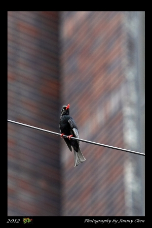 大鳥小鳥一起打~小小白IS~BY 好攝客