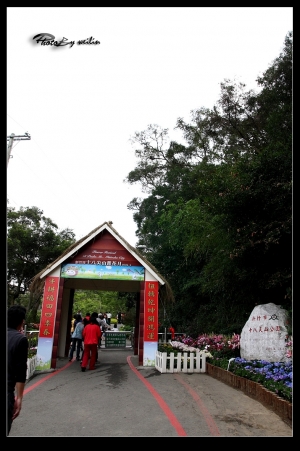 20090304十八尖山花季