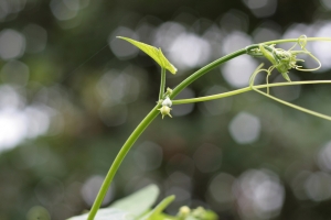 08-11-17(後院的植物)
