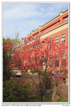 櫻花結果  你看過嗎?