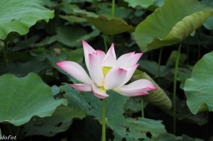 2010 白河蓮花季 ^　^