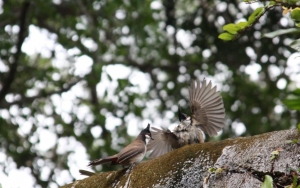 偷拍紅耳鵯及白頭鵯洗澡及戲水(第二輯)~~~~