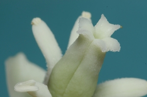 [Focus stacking] part3